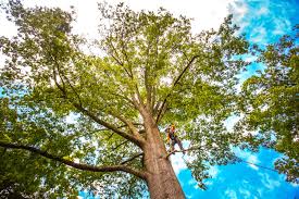 How Our Tree Care Process Works  in  Kenner, LA