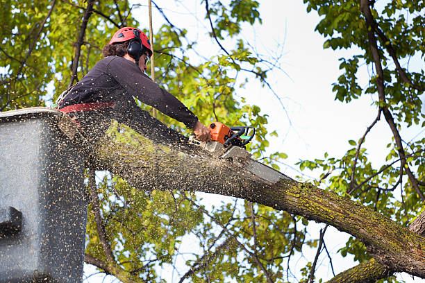 Kenner, LA  Tree Services Company